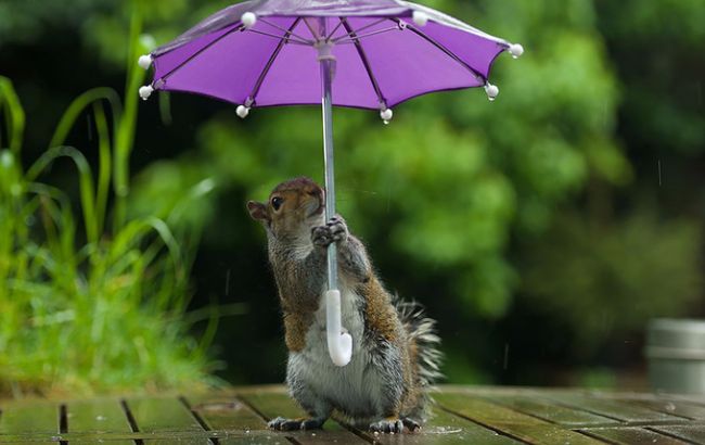 Погода на завтра: на большей части Украины дожди, температура до +29