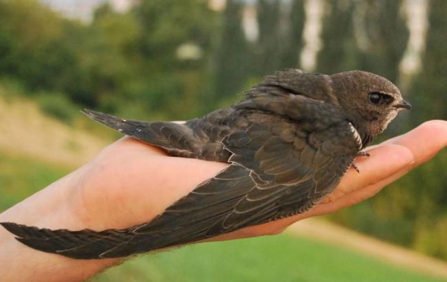 Біологи знайшли птахів-рекорсменов, які без зупинки літають 10 місяців