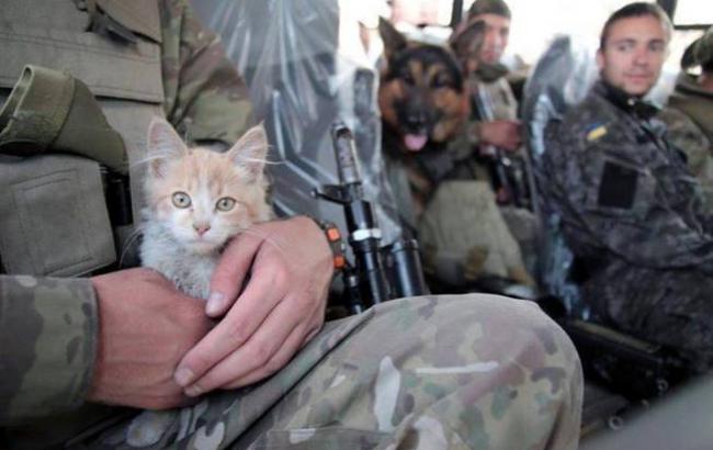 Бойцы и коты: почему они неразлучны