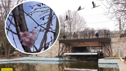 В Одессе в начале декабря зацвела сакура: захватывающее видео аномалии