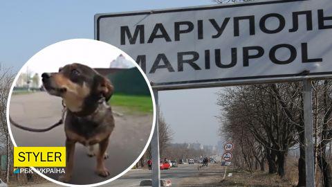 "Вставай, Жужо, треба йти": маріуполець розповів, як п'ять днів йшов пішки з собакою