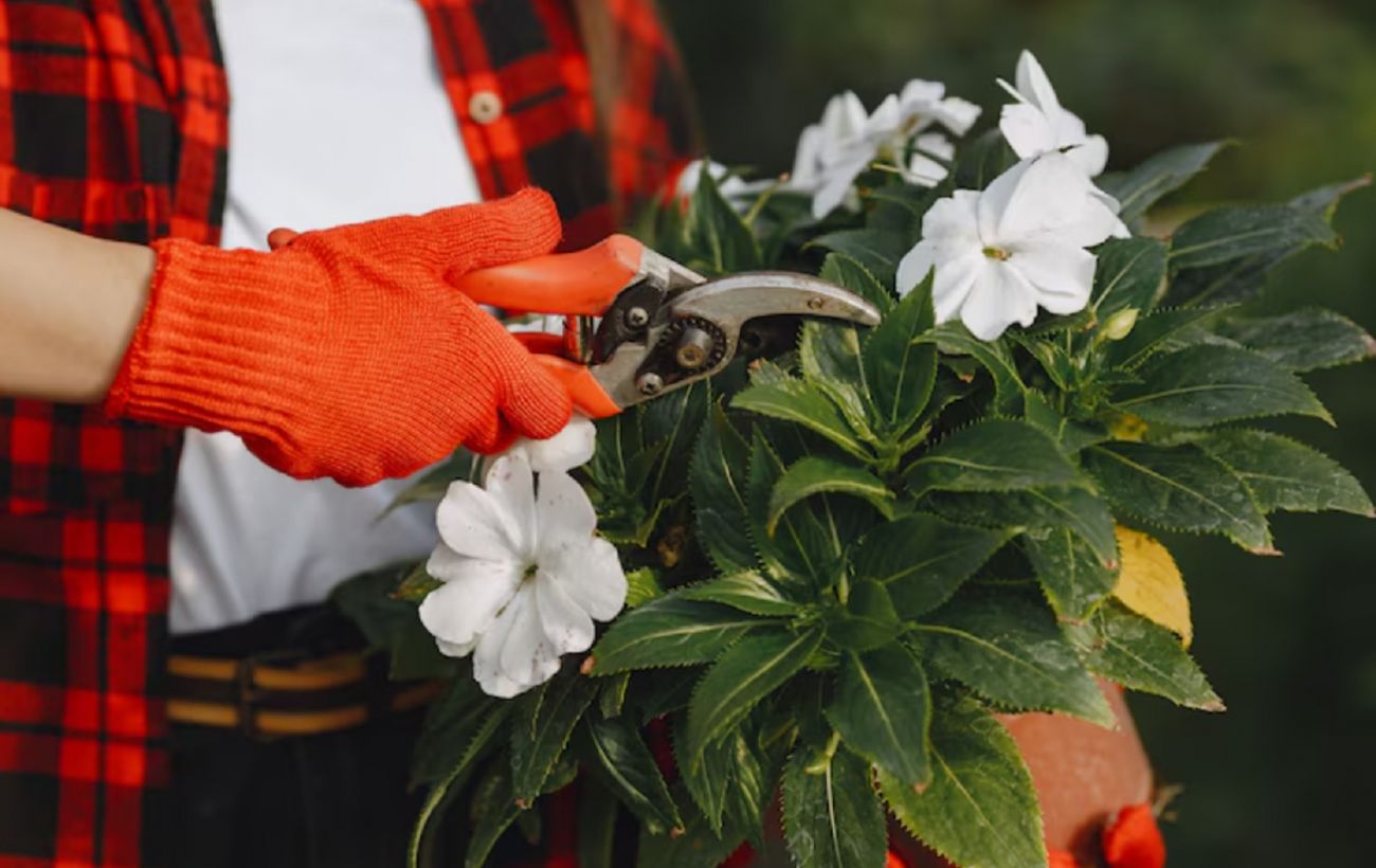 Всі так роблять, а потім шкодують: 8 помилок початківців у вирощуванні квітів і городини