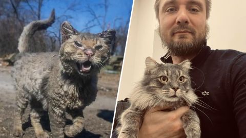 Возродился из пепла: смотрите, как сейчас выглядит кот Феникс из Бучи