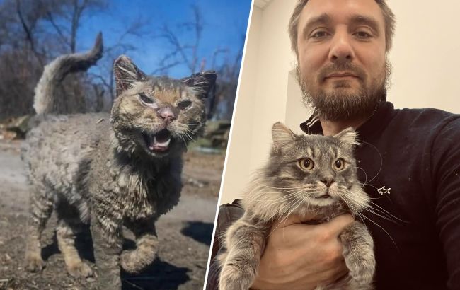 Возродился из пепла: смотрите, как сейчас выглядит кот Феникс из Бучи
