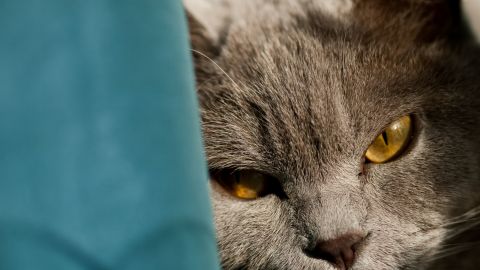 Почему кот вас игнорирует? 5 причин, про которые вам не скажут ветеринары