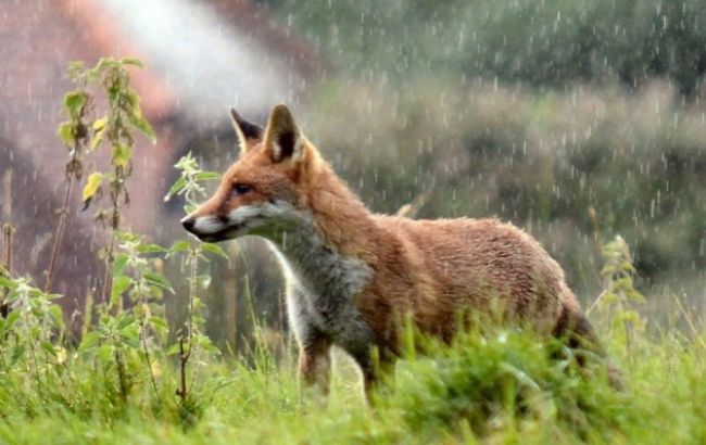 Погода на сьогодні: в Україні місцями дощі, температура до +29