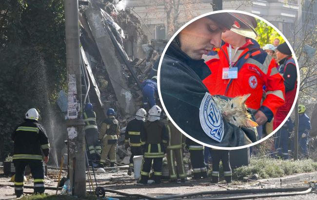 История кота Фили, которого спасли из-под завалов в Киеве (видео)