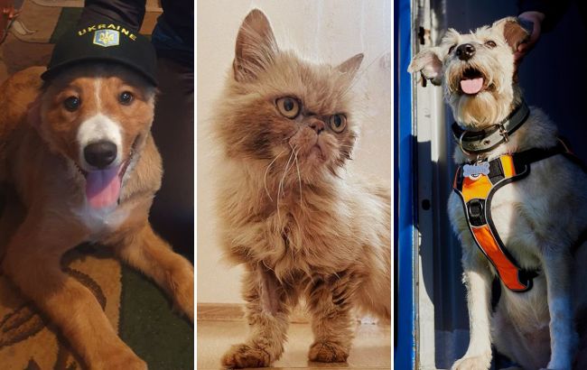 Тварини, які стали під час війни талісманами: хто залишиться у нашій пам'яті назавжди