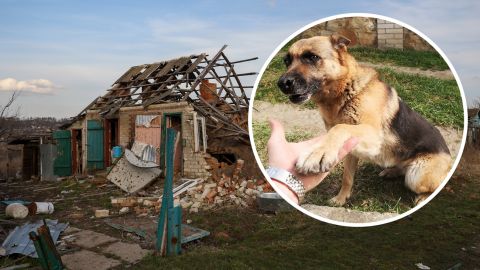 Едва живая пришла в укрытие: невероятная история собаки Джессики, которую спасли пограничники