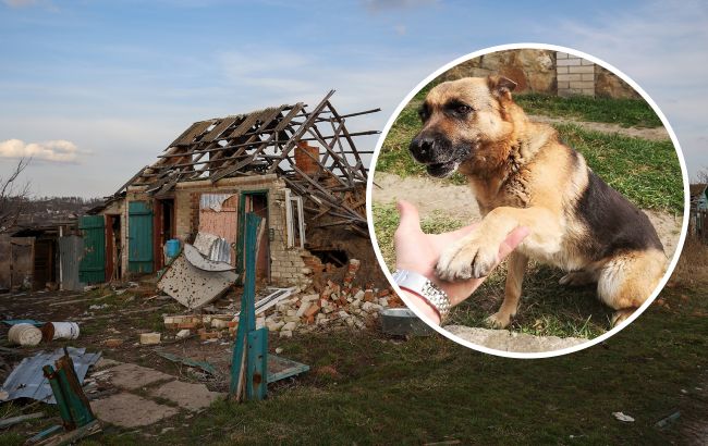Едва живая пришла в укрытие: невероятная история собаки Джессики, которую спасли пограничники