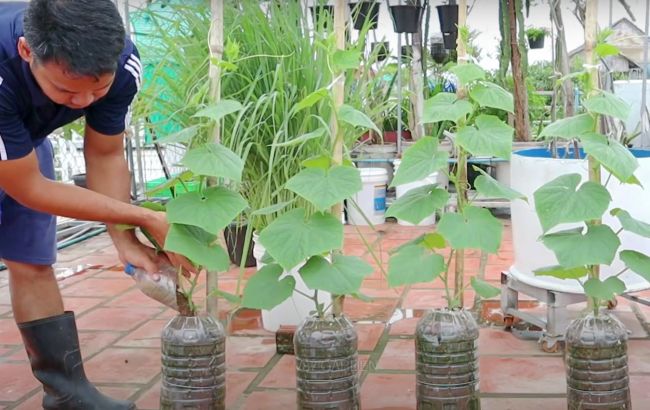 Супер-урожай на минимуме площади: как вырастить огурцы в бутылках