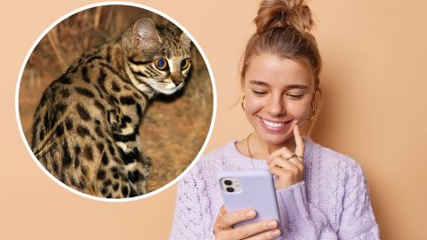 Эта малютка - свирепее и опаснее льва. Как выглядит очень редкий хищник