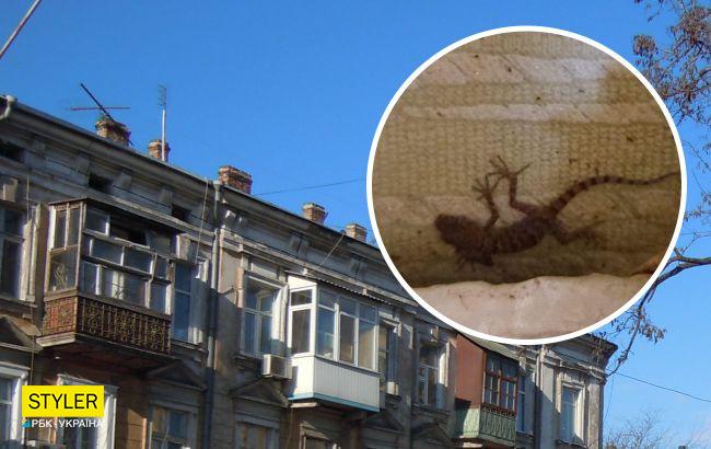 В Одесі ящірки оселилися в будинку та заповзають до мешканців (фото)