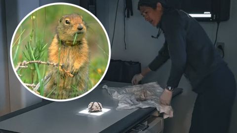 Ему 30 тысяч лет: в Канаде нашли суслика времен ледникового периода (фото)