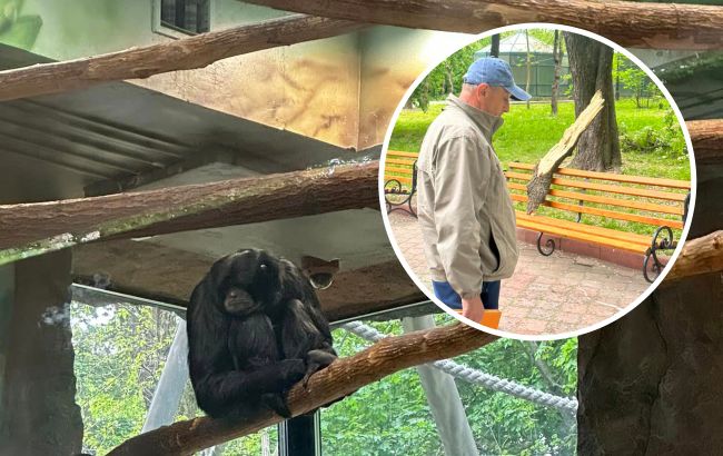 Тварин врятувало дерево: що зараз відбувається в київському зоопарку після падіння уламка (фото та відео)