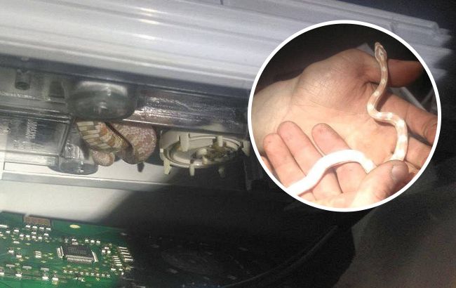 В Киеве нашли змею в стиральной машине: зооспасатели показали фото