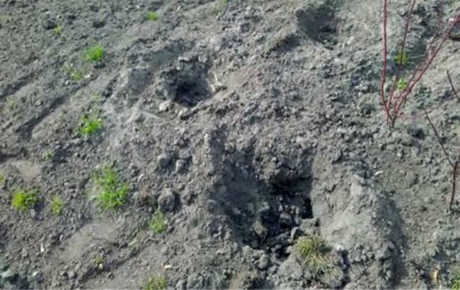 В центре Киева украли свежепосаженные деревья