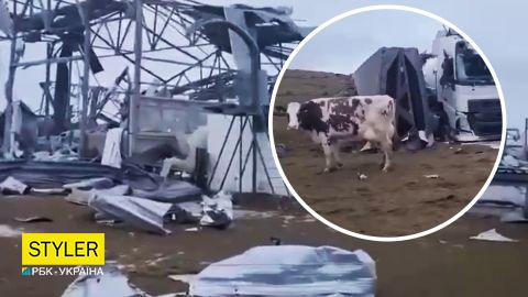 Окупанти прийшли під Харків і "звільнили" там корів (відео)