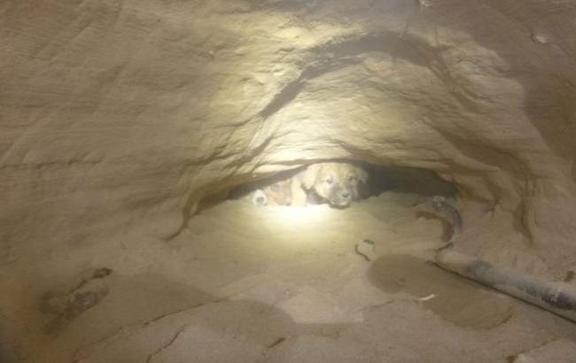 Киевские волонтеры достали щенков из подземной ловушки