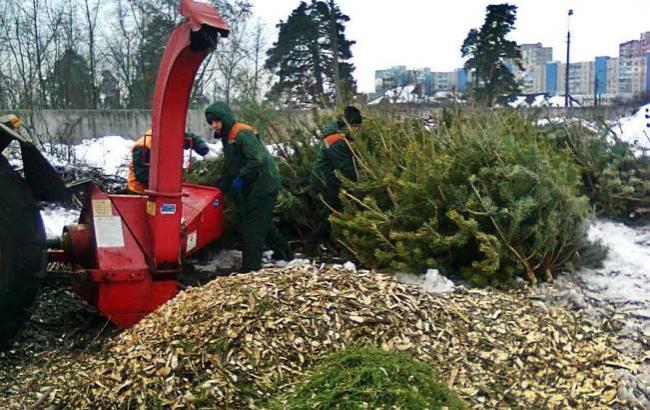 В Киеве появились пункты утилизации новогодних елок