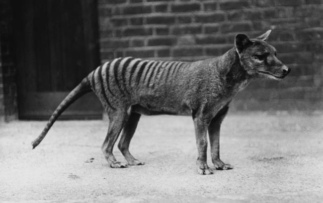 В Австралии заметили животное, которое считалось вымершим