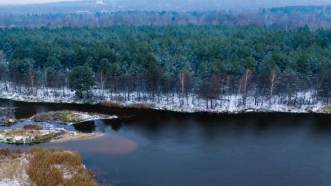 У Чорнобилі вперше помітили птицю з голосом людини (фото)