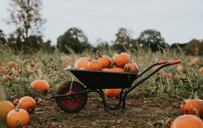 Лунный календарь огородника на ноябрь 2025 года: когда и что делать с растениями
