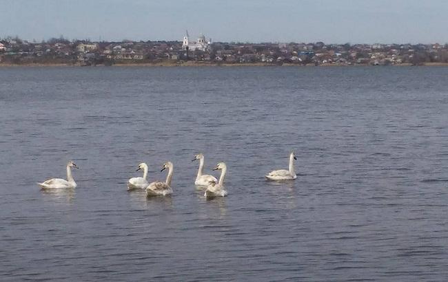 В Николаев вернулись лебеди-шипуны