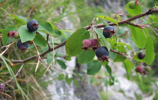 Не рябина и черника. Названа целебная "королева ягод"