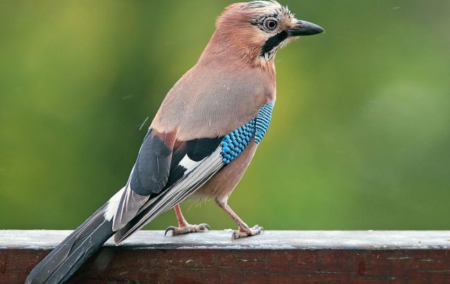 Чому сойки так метушаться восени? Відповідь здивує навіть досвідчених натуралістів