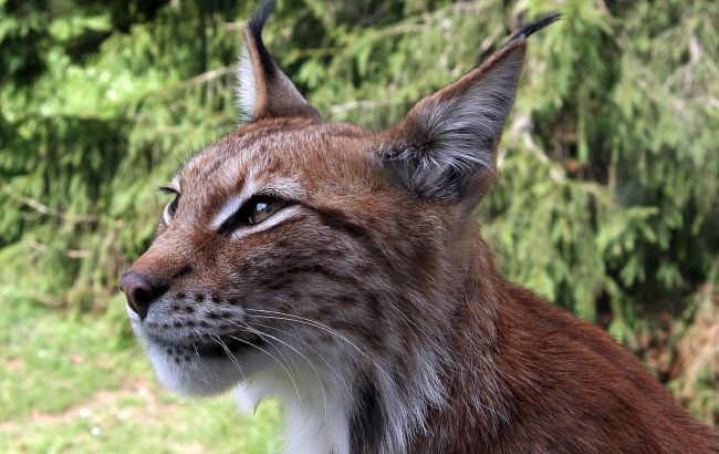 "Пушистый умилянт". В Карпатах заметили "краснокнижное" животное, прогуливавшееся у границы