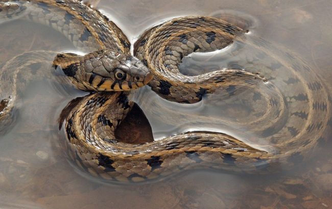 У Києві в одному з парків побачили кубло змій (відео)