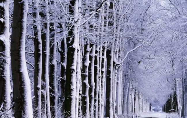 Синоптики попереджають про сильні пориви вітру в Україні 29 грудня