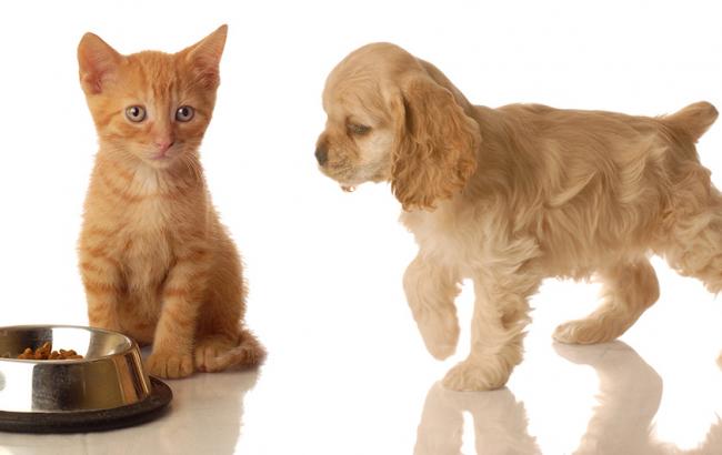 Відмінності між кормами для собак і для кішок
