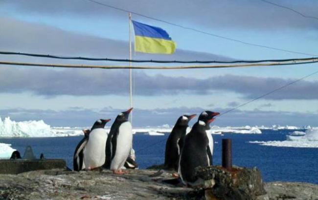 Украинские полярники "подружились" с пингвинами