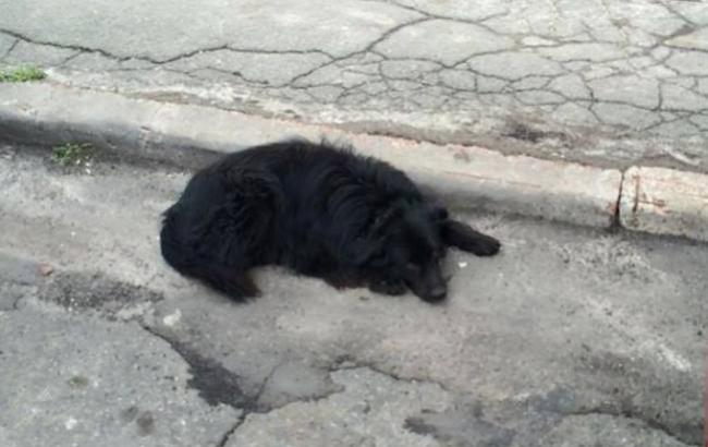 В Киеве ищут хозяина пса, который две недели живет на улице