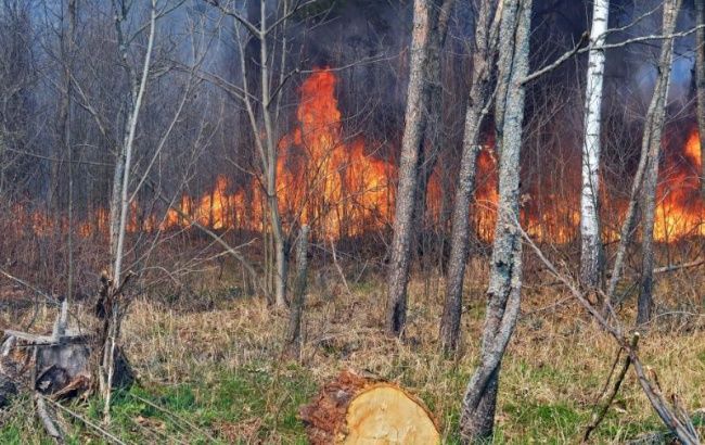 В Чернобыльской зоне продолжается ликвидация лесных пожаров