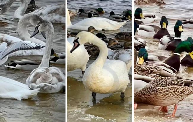 Один из киевских парков оккупировали лебеди, чайки и утки: фантастические фото