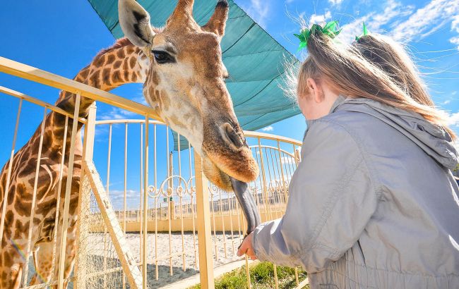 У зоопарку під Києвом народилося дитинча жирафа: наймиліші фото