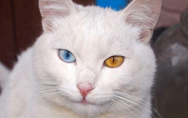 В Черкассах разыскали уникального кота с "патриотичным" цветом глаз