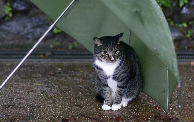 Погода на сьогодні: в Україні місцями дощі, температура до +29