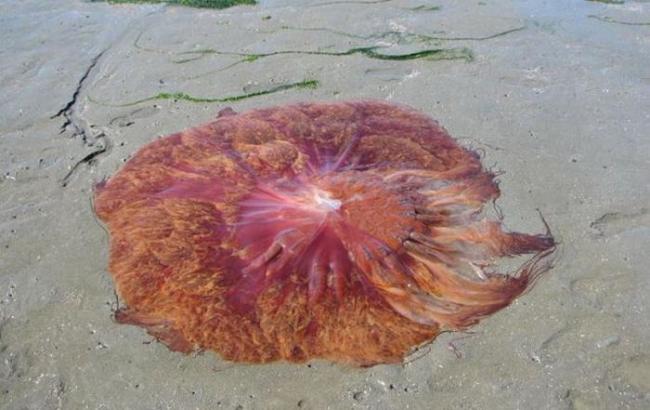 На пляжи Уэльса выбросило десятки гигантских мертвых медуз