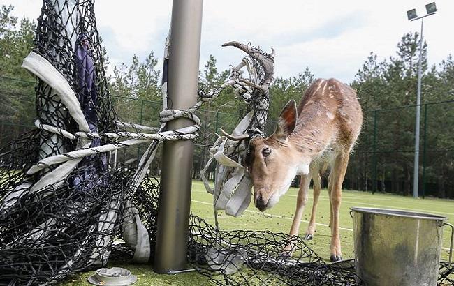 На Киевщине волонтеры спасли лань из "волейбольного плена"