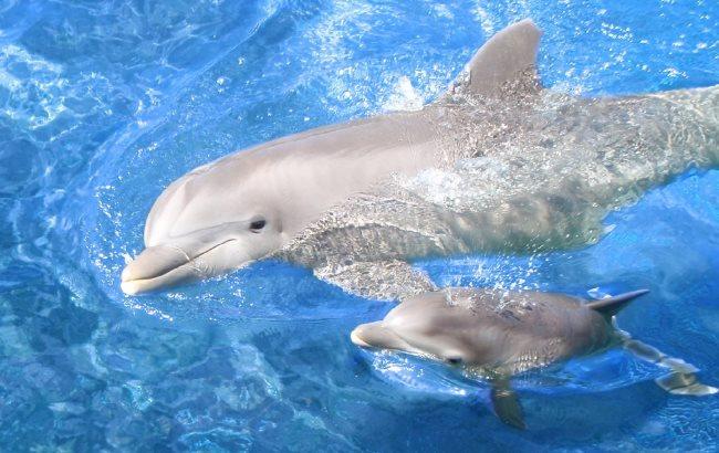 Маленького дельфина во время массовой охоты пыталась спасти его мать