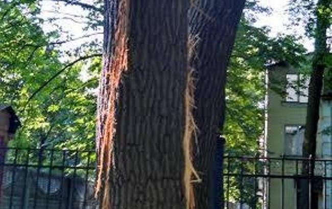 Сила стихії: у Києві блискавка розколола дерева