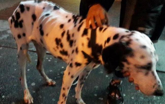 101 далматин: в Киеве ищут хозяина потерявшегося пса