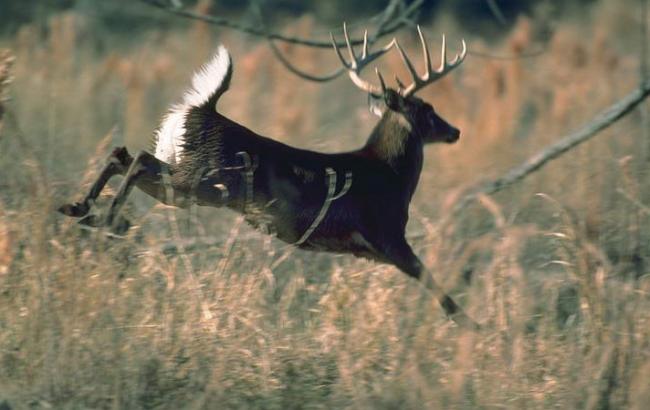 Раненый олень сам пришел в ветеринарную клинику