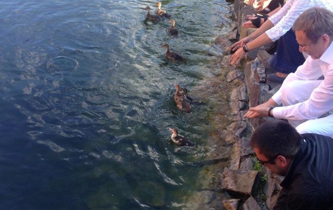 Каченят з озера засипаного київські активісти переселили у Межигір'ї