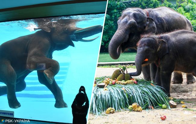 "Спірне видовище". Що не так з використанням слонів для розваг туристів у Таїланді