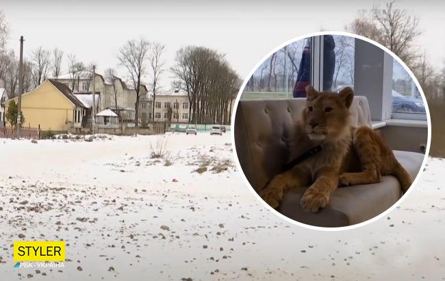 На Прикарпатті жителів села тероризує лев, який тікає від господаря (відео)